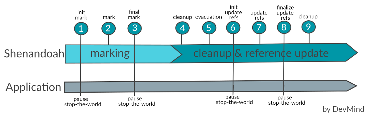 Shenandoah life cycle